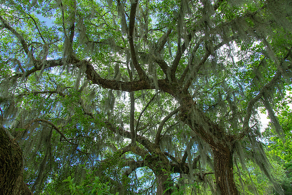Wayne Moran - Covered by Ancient Oaks and Spanish Moss Magnolia Plantation and Gardens Charleston South Carol