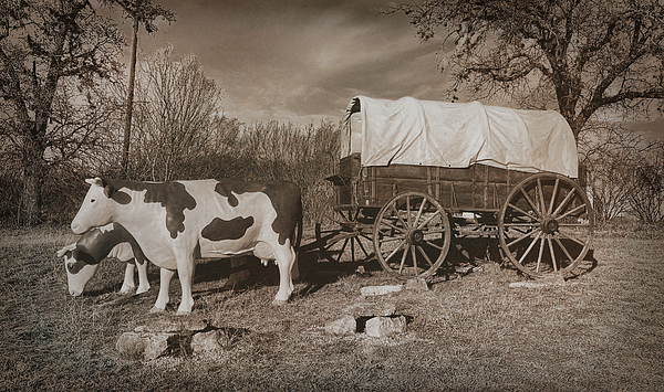 Judy Vincent - Covered Wagon and Cows Sepia