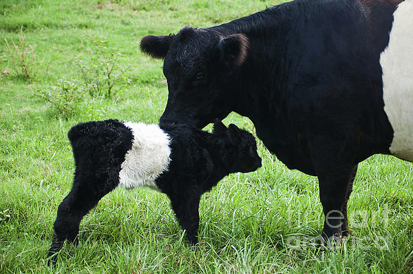 Hobart Continuous broadcast Cow and Calf Belted Galloway Carry-all Pouch by D Hackett | Pixels