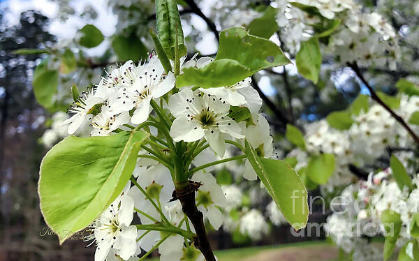 Robin Amaral - Crabapple Blossom Clusters