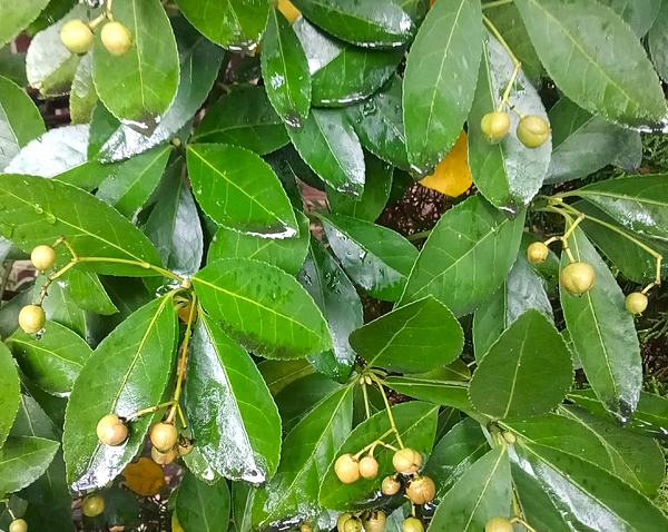 Marine B Rosemary - Crabwood Tree