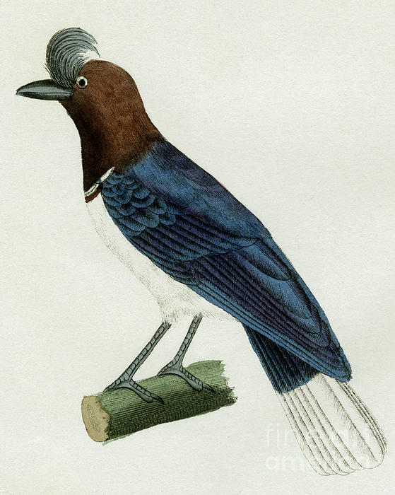 Crested blue jay, drawn in 1800s for Complete Works of 1700s French  scientist Comte de Buffon Baby Onesie