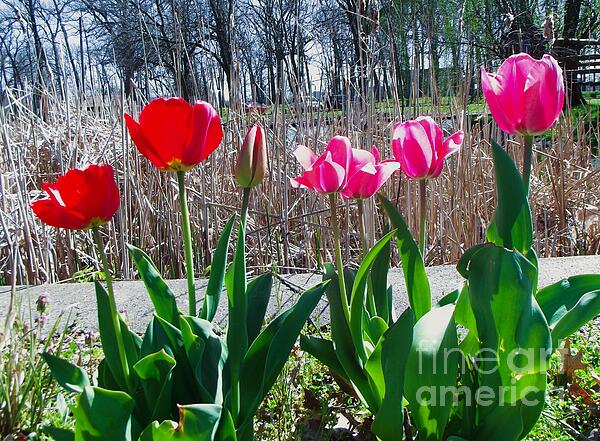 Rory Cubel - Crimson And Pink Tulips At Pond Edge    Potawatomi Zoo     Indiana     Spring