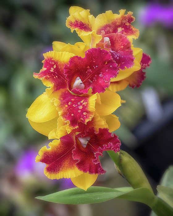 Teresa Wilson - Crimson Cattleya Orchids 5709