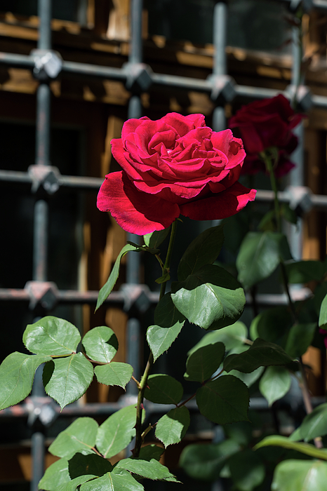Georgia Mizuleva - Crimson Red Fragrant Rose in Full Bloom