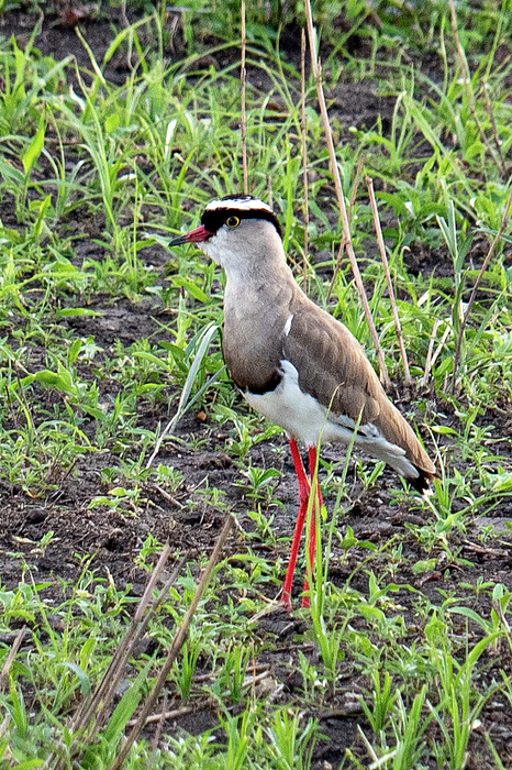 Leslie Struxness - Crowned Lapwing