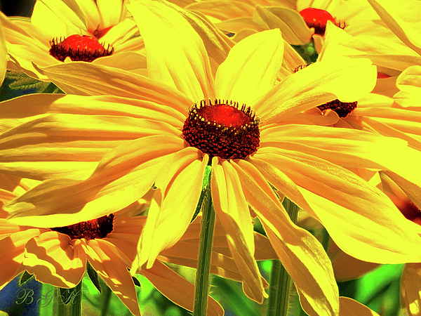 Brooks Garten Hauschild - Crown Jeweled Black Eyed Susans - Flora Photography and Art - Beautiful Yellow Flowers - Nature 