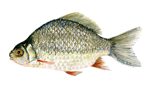 https://images.fineartamerica.com/images/artworkimages/medium/3/crucian-carp-freshwater-fish-watercolor-frits-ahlefeldt-laurvig-transparent.png