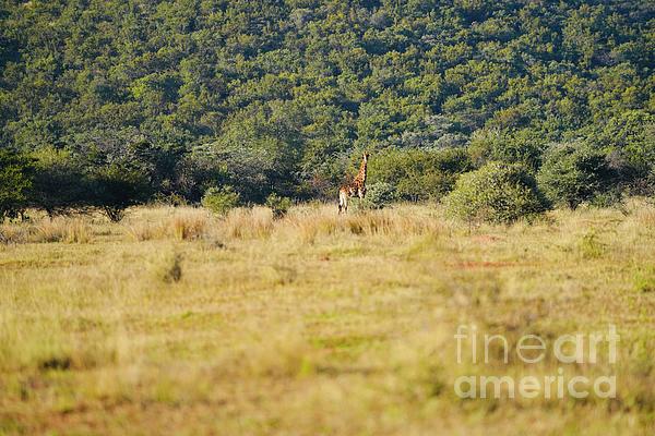 Giraffe Photographs