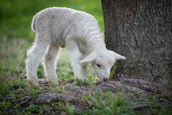 Rachel Morrison - Curious Lamb Under a Tree