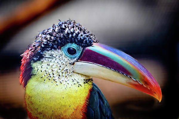 Image Gary Brewer image beautiful image beautiful image beautiful - Curl-crested Aracari Profile Greeting Card by Gary and Donna Brewer