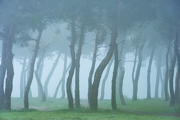 Alexios Ntounas - Curved Pine Trees Forest in the Fog
