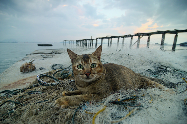 Cute cat sit near the fishing net with broken bridge at back