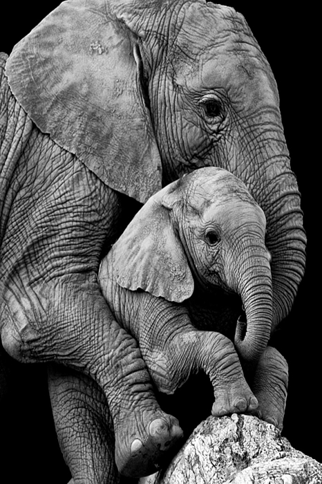 Ekaterina Gurova - Cute elephant mother and baby