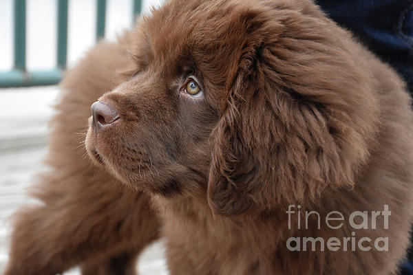 Precious Fluffy Brown Newfoundland Puppy Dog Looking Cute Bath Towel by  DejaVu Designs - Fine Art America