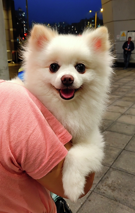 Tiny fluffy outlet white puppy