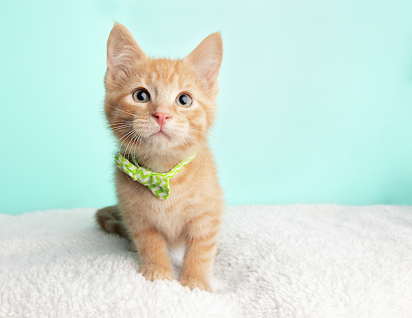 Cute Orange Tabby Cat Kitten Rescue Wearing Green and White Striped Bow Tie  Sitting Close to Camera Looking to the Right Fleece Blanket