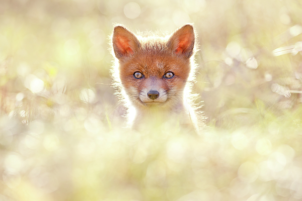 Roeselien Raimond - Cute Overload Series - Innocence in a Furry Suit