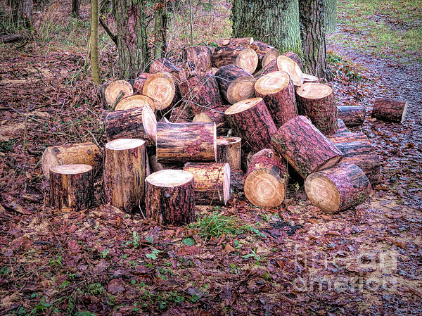 https://images.fineartamerica.com/images/artworkimages/medium/3/cute-pine-logs-elisabeth-lucas.jpg