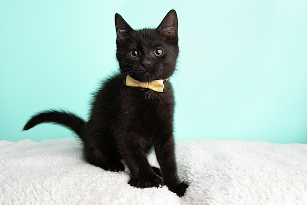 Kitten sales bow tie