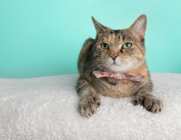 Cute Young Calico Tabby Cat Wearing Pink White Flower Bow Tie Costume  Portrait Lying Down Looking Left Fleece Blanket