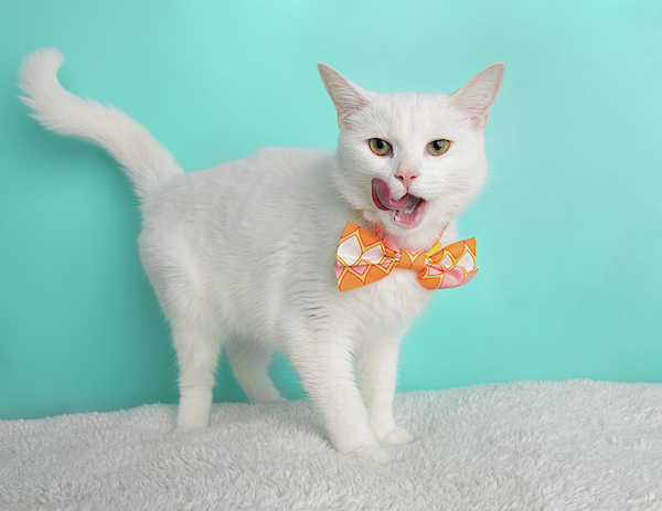 https://images.fineartamerica.com/images/artworkimages/medium/3/cute-young-white-cat-wearing-orange-pink-and-white-geometric-bow-tie-costume-portrait-standing-with-tongue-out-ashley-swanson.jpg