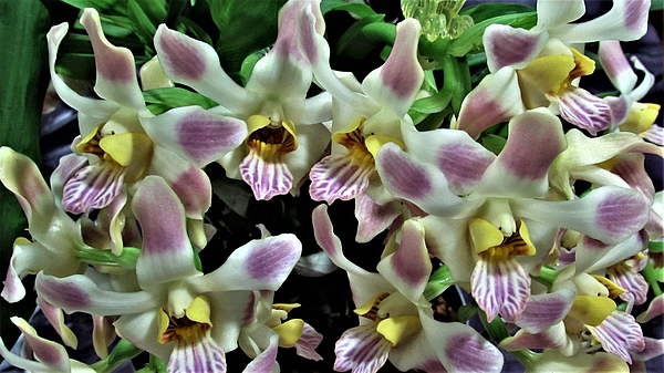Dylyce Clarke - Cymbidium Boat Orchids