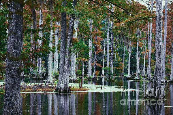 Nature Photographs