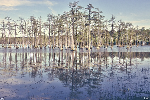 Lisa Wooten - Cypress Trees At Goodale State Park Camden South Carolina