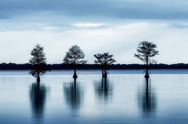 John Kirkland - Cypress Trees - Lake Moultrie South Carolina