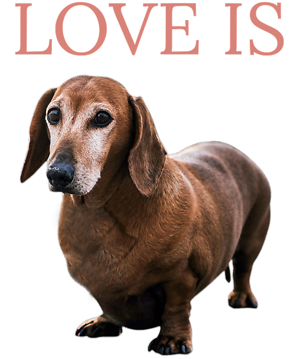 https://images.fineartamerica.com/images/artworkimages/medium/3/dachshund-shirt-dog-mom-dad-men-women-kids-doxie-shannon-nelson-art-transparent.png