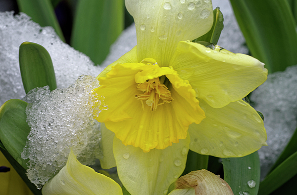 Frank Barnitz - Daffodil after Spring Storm