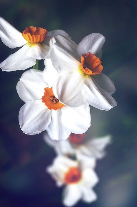 Nancy Carol Photography - Daffodil Cascade