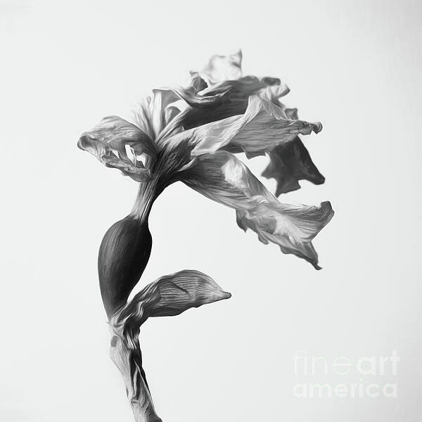 Abstract Photographs