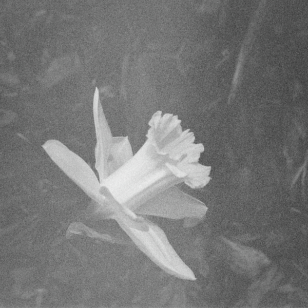 Mary Lee Dereske - Daffodil in Black and White Vintage Kodak Film