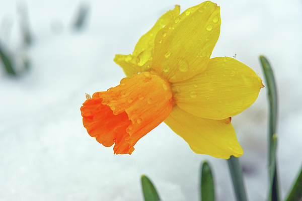 Eckart Mayer Photography - Brave daffodil surprised by the snow...