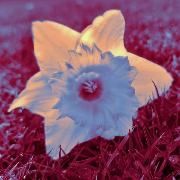 Designs By Nimros - Daffodil - Unconventional Sepia
