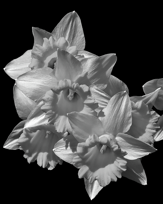 Greta Foose - Daffodils Black and White