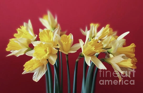 Jasna Dragun - Daffodils on Red Background