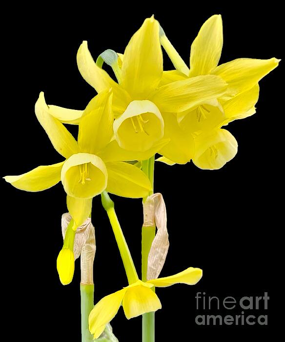 Mioara Andritoiu - Dwarf Daffodils 