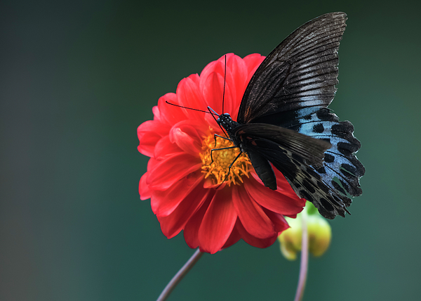 Vishwanath Bhat - Dahlia and blue mormon butterfly