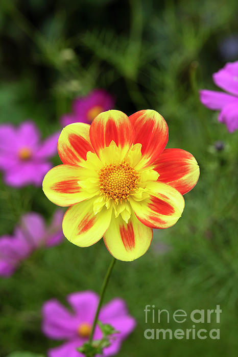 yellow flower face mask