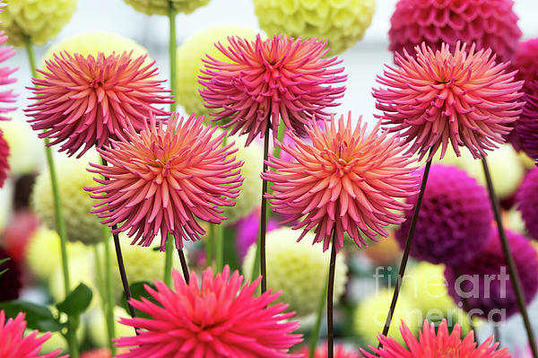 Horticulture Art