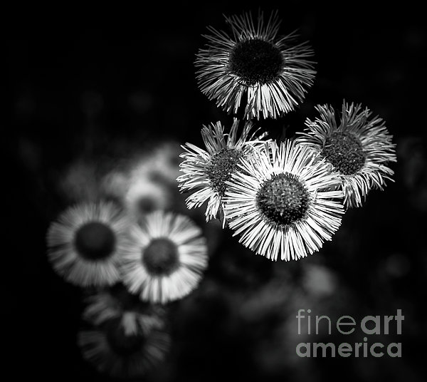 daisies upon daisies, 8x10 or 11x14 — jamie grill photography