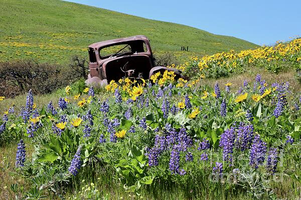 Carol Groenen - Dalles Mountain Ranch Car with Wildflowers