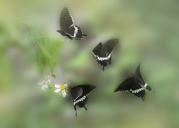 Alinna Lee - Dancing to Spring - Black Swallow Tail Butterfly
