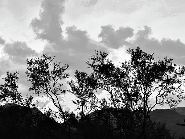 Bonnie See - Dancing Trees and Clouds - BW