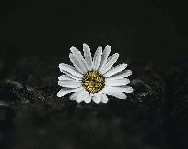 Dark Daisy, hoa cúc đen là biểu tượng của sự độc đáo và cá tính trong làng thời trang. Hãy xem những hình ảnh này để tìm cảm hứng cho phong cách mùa thu của bạn.