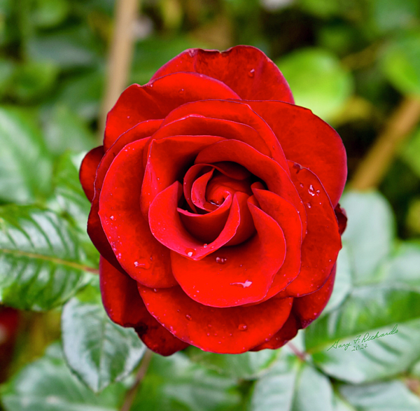 Gary F Richards - Dark Red Rose After Rain