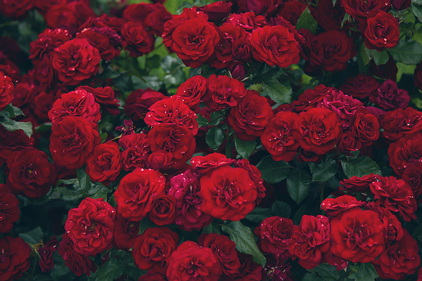 red roses tumblr background